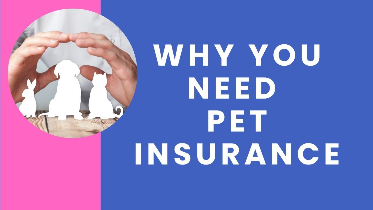 USAA Pet Insurance Benefits and Reviews