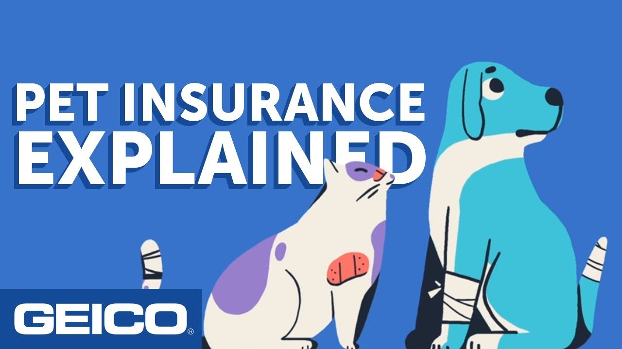 Geico Pet Insurance Reviews Complete Explanation